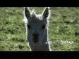 Lama Head 729